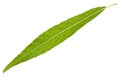 Willow leaf isolated