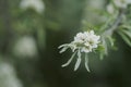 Willow leaf pear blossom in spring Royalty Free Stock Photo