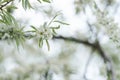 Willow leaf pear blossom in spring Royalty Free Stock Photo