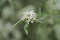 Willow leaf pear blossom in spring Royalty Free Stock Photo