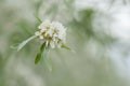 Willow leaf pear blossom in spring Royalty Free Stock Photo