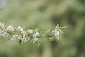 Willow leaf pear blossom in spring Royalty Free Stock Photo