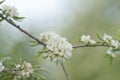 Willow leaf pear blossom in spring Royalty Free Stock Photo