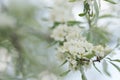 Willow leaf pear blossom in spring Royalty Free Stock Photo