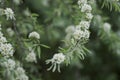 Willow leaf pear blossom in spring Royalty Free Stock Photo