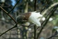 Willow-leafed Magnolia salicifolia, a budding white flower