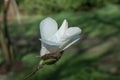 Willow-leafed Magnolia salicifolia, budding white flower