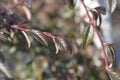 Willow-leaved cotoneaster Royalty Free Stock Photo