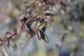 Willow-leaved cotoneaster Royalty Free Stock Photo
