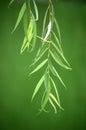 Willow leaves Royalty Free Stock Photo