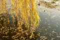 Willow leaves