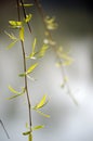 Willow leaves Royalty Free Stock Photo