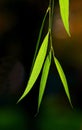 willow leaves backgrounds Royalty Free Stock Photo