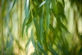 Willow leaves close up Royalty Free Stock Photo