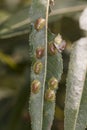 Willow leaves with eggs insect
