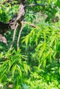 willow leaves wet from rain. Green leaves of willow during rain with drops fresh at finest. Royalty Free Stock Photo