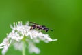 Willow mason-wasp, Symmorphus bifasciatus