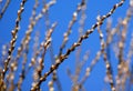 Willow meets the belated spring actively revealing fluffy flowers on flexible branches.