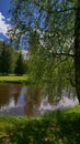 Willow near the water in spring