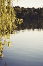 Willow over the lake Royalty Free Stock Photo