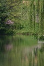 Willow over Water Royalty Free Stock Photo