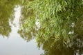 Willow over water Royalty Free Stock Photo