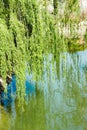 Willow over water Royalty Free Stock Photo