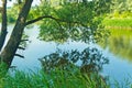 Willow over water Royalty Free Stock Photo