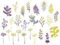 Willow and palm tree branches, fern twigs, lichen moss, mistletoe, savory grass herbs, dandelion flower vector illustrations set. Royalty Free Stock Photo