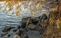 Willow with partially fallen leaves on the rocky bank of a small river. Royalty Free Stock Photo