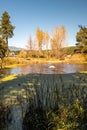 Willow Pond and aspen trees in fall colors at the Flagstaff arboretum Royalty Free Stock Photo