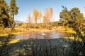 Willow Pond and aspen trees in fall colors at the Flagstaff arboretum Royalty Free Stock Photo