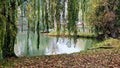 Willow pond in Autumn (UK) Royalty Free Stock Photo