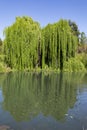 Willow by the pond Royalty Free Stock Photo