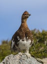 Willow Ptarmigan Royalty Free Stock Photo