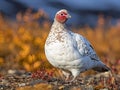 Willow Ptarmigan Royalty Free Stock Photo