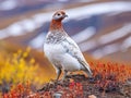 Willow Ptarmigan Royalty Free Stock Photo