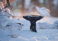 Willow Ptarmigan At Bird Feeder In Winter