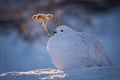 Willow Ptarmigan and Common Yarrow in Low Light Royalty Free Stock Photo