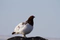 Willow ptarmigan (grouse) in summer colours Royalty Free Stock Photo