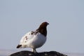Willow ptarmigan (grouse) in summer colours
