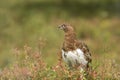 Willow ptarmigan Lagopus lagopus in the autumn in Finnish nature, Northern Europe Royalty Free Stock Photo