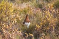 Willow Ptarmigan, bird in Canada