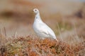 Willow Ptarmigan - Lagopus - female - bird with red eyebrows Royalty Free Stock Photo