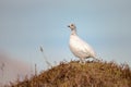 Willow Ptarmigan - lagopus Royalty Free Stock Photo