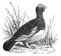 Willow Ptarmigan Lagopus or Willow Grouse vintage engraving Royalty Free Stock Photo