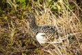 Willow ptarmigan (Lagopus lagopus), also known as the willow grouse