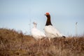 Willow Ptarmigan - lagopus lagopus - grouse Royalty Free Stock Photo