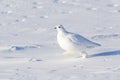 Willow Ptarmigan in winter plumage on tundra Royalty Free Stock Photo