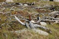 The willow ptarmigan Lagopus lagopus